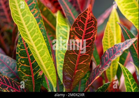 Feuilles multicolores de l'usine de Codiaeum Petra, Maurice Banque D'Images