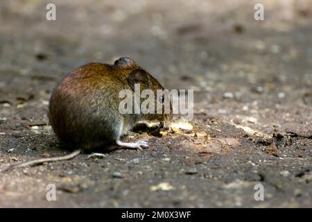 Gros plan d'un taupe commun sur un fond de forêt dans son habitat naturel Banque D'Images