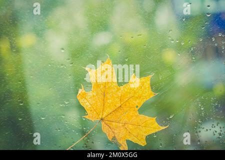 Feuille d'érable jaune d'automne sur verre avec gouttes de pluie. Temps d'automne. Pluie à l'extérieur de la fenêtre. Banque D'Images