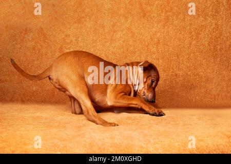 Un chiot pinscher joue sur le canapé. Mignon petit chiot au gingembre à la maison. Un chiot miniature Pinscher. Banque D'Images