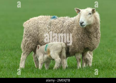 À Springtime, une mère de moutons se tenait dans un pâturage vert avec ses deux nouveau-nés agneaux allaitant. Face à l'avant. Copier l'espace. Horizontale. Banque D'Images