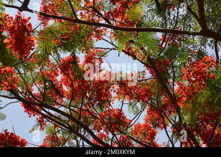 Thiruvananthapuram, Inde. 12th mai 2022. Des fleurs rouges ornent un arbre gulmohar (Delonix regia) près du Parc des dinosaures au Musée des sciences et de la technologie du Kerala à Thiruvananthapuram (Trivandrum), Kerala, Inde sur 12 mai 2022. Le parc présente des modèles de 13 dinosaures et était devenu une attraction préférée de la ville. (Photo de Creative Touch Imaging Ltd./NurPhoto)0 crédit: NurPhoto/Alay Live News Banque D'Images