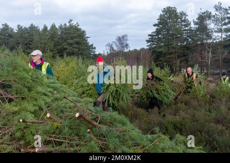 Des travailleurs de la conservation et des bénévoles qui s'acquittent de la gestion de la lande, qui réduisent les pins écossais envahissants et brûlent sur un feu de camp, Surrey, Royaume-Uni Banque D'Images