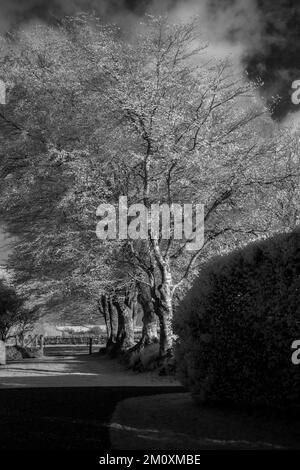 Photographie d'art boisé baigné dans une belle lumière de fin de soirée avec des images d'arbres en noir et blanc, une prise d'art de la nature en été, Banque D'Images