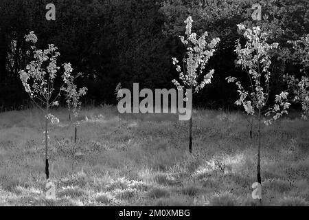 Photographie d'art boisé baigné dans une belle lumière de fin de soirée avec des images d'arbres en noir et blanc, une prise d'art de la nature en été, Banque D'Images