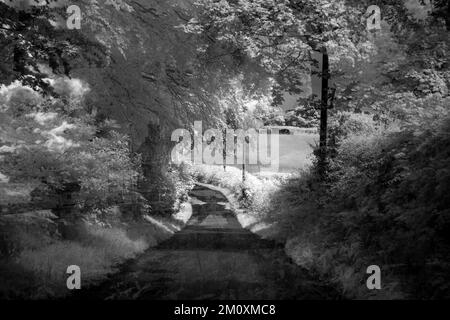 Photographie d'art des arbres en noir et blanc, une image de la nature en été dans les bois et les forêts de Cannock Chase AONB (région d'exceptionnel Banque D'Images