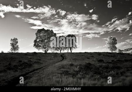 Photographie en noir et blanc des arbres de la lande sur la soirée ensoleillée Cannock Chase AONB zone de beauté naturelle exceptionnelle dans le Staffordshire Angleterre Royaume-Uni Banque D'Images