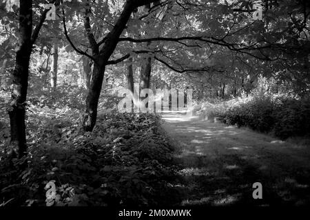 Photographie d'art boisé baigné dans une belle lumière de fin de soirée avec des images d'arbres en noir et blanc, une prise d'art de la nature en été, Banque D'Images