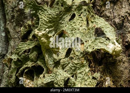 Lung lichen, Lobaria pulmonaria croissant sur un grand tronc de chêne dans la forêt lettone Banque D'Images