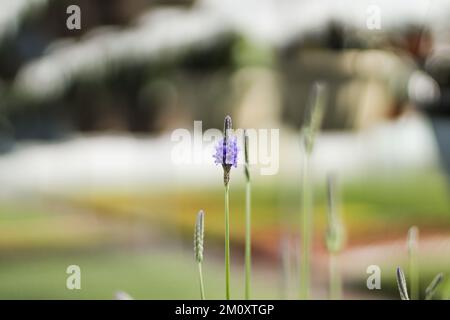 Photo macro de Lavender Bloom Banque D'Images
