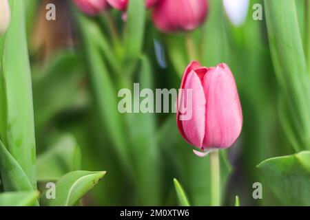 Photo macro de tulipe rose Banque D'Images