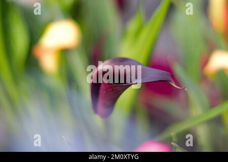 Photo macro Calla Lily, violet foncé Banque D'Images