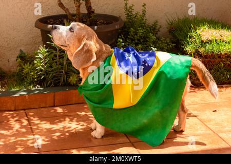 Chien avec drapeau brésilien au jardin. Mignon Beagle avec des lunettes jaunes et drapeau applaudissent pour le Brésil d'être le champion. Banque D'Images