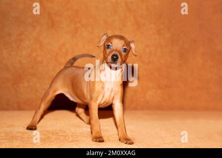 Un chiot miniature est debout sur le canapé. Mignon petit chiot au gingembre à la maison. Banque D'Images