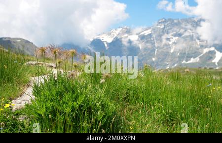 Pasqueflower alpin ( Pulsatilla alpina ) dans le pré de montagne. Paysage d'été près de Breuil-Cervinia, vallée d'Aoste, Italie. Banque D'Images