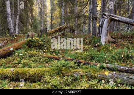 Un vieux bois d'automne avec bois mort sur le sol de la forêt dans le parc national d'Oulanka, dans le nord de la Finlande Banque D'Images