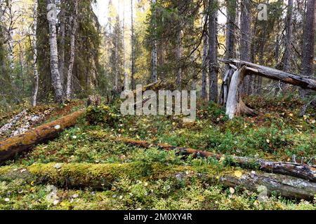 Un vieux bois d'automne avec bois mort sur le sol de la forêt dans le parc national d'Oulanka, dans le nord de la Finlande Banque D'Images