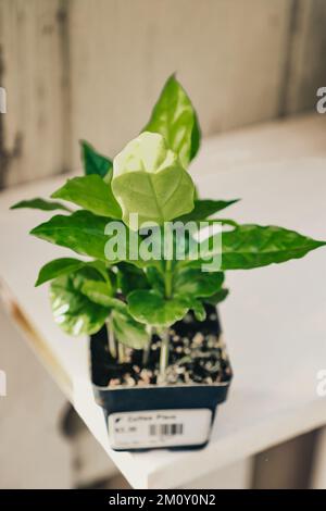 Usine de café dans une petite casserole Banque D'Images