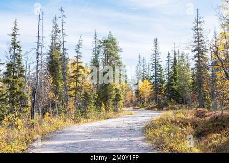 Une petite route menant à travers une forêt de taïga lors d'une journée d'automne ensoleillée dans le parc national de Salla, dans le nord de la Finlande Banque D'Images