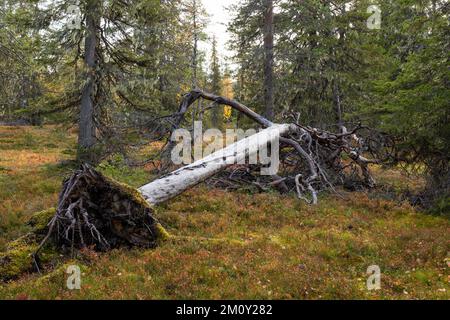 Vieux bois mort dans une forêt de taïga automnale dans le parc national de Salla, dans le nord de la Finlande Banque D'Images
