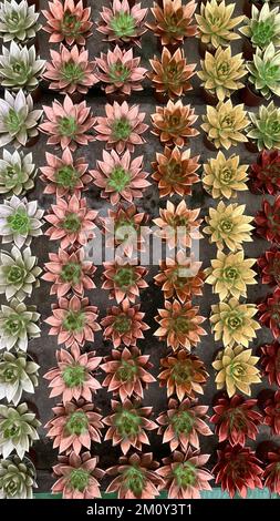 Groupe succulent plantes d'echeveria décorées dans des pépinières Banque D'Images