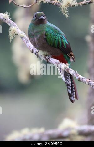 Oiseau Quetzal sauvage perché sur un arbre au Costa Rica Banque D'Images