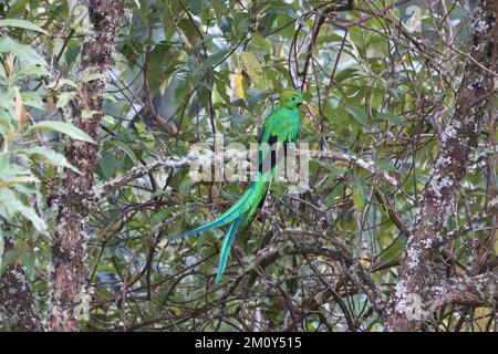 Oiseau Quetzal sauvage perché sur un arbre au Costa Rica Banque D'Images