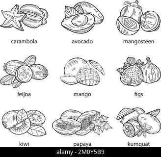 Ensemble vectoriel de fruits exotiques dessiné à la main sur fond blanc Illustration de Vecteur