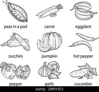 Illustration vectorielle dessinée à la main d'un ensemble de légumes. Illustration de Vecteur