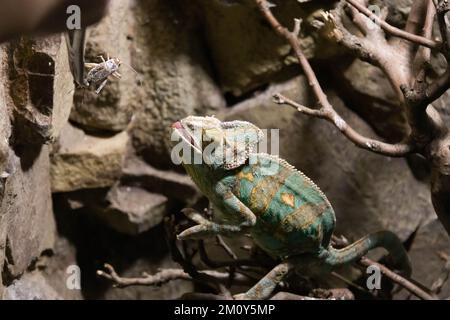 Le caméléon est alimenté avec des pinces dans le terrarium Banque D'Images