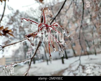 Branches de brousse couvertes de glace après la pluie dans le gel en hiver gros plan. Plantes congelées. Après une pluie verglacée. Pluie verglaçante. gouttes de pluie congelées, froides, glacées, glacées, gelées. Phénomène naturel. Arrière-plan naturel Banque D'Images