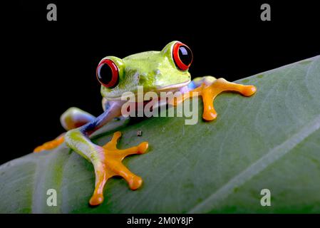 Gros plan de la grenouille à yeux rouges sur une feuille Banque D'Images