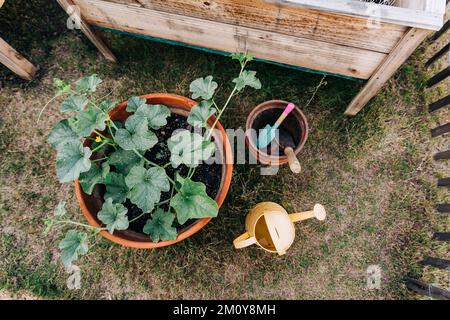 Plante de citrouille en hauteur dans un pot de jardin Banque D'Images