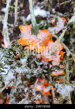 Fleurs couvertes de neige en gros plan. Fleurs jaune-orange brillant Chernobrivtsy et herbe couverte de glace et de neige par une journée d'hiver. Hiver, hiver, froid, glace, glace, gelé. Arrière-plan naturel Banque D'Images