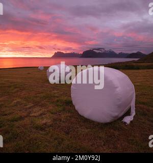 Balles de foin enveloppées dans un champ côtier, îles Lofoten, Norvège Banque D'Images