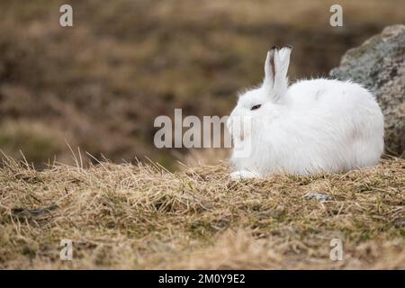 Lièvre d'Amérique (Lepus timidus), îles Lofoten, Norvège Banque D'Images