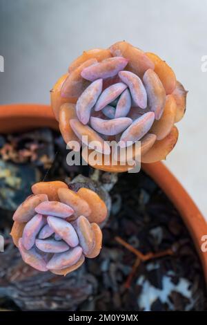 Rosettes succulentes multicolores dans une casserole Banque D'Images