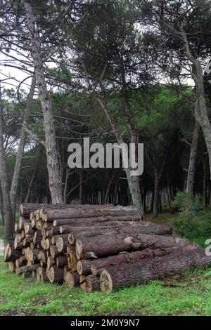 Troncs de conifères abattus empilés dans la forêt Banque D'Images