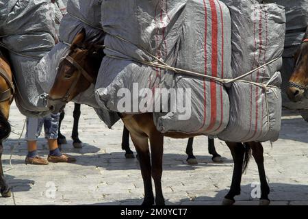 Hydra, Idra, Ύδρα, Grecja Grèce, Griechenland; Un âne chargé de gros colis - un moyen de transport local; ein mit großen Paketen beladener Esel Banque D'Images