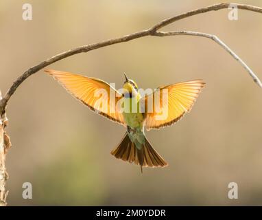 Un mérope arc-en-ciel (Merops ornatus) est trouvé partout en Australie dans les forêts ouvertes, les terres boisées et les arbustes, et dans les zones défrichées, Banque D'Images