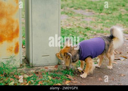 Le chien multicolore de race mixte entaille une boîte en métal. Fourrure d'animal noire, brune, blanche. Animal de taille moyenne avec chandail violet en plein air. Arrière-plan de jour horizontal. Banque D'Images