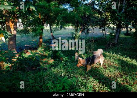 Le chien de berger allemand multicolore explore un parc avec de l'herbe surcultivée, la lumière du soleil à travers les arbres. Fourrure noir, marron, blanc. Animal de taille moyenne à l'extérieur. Banque D'Images