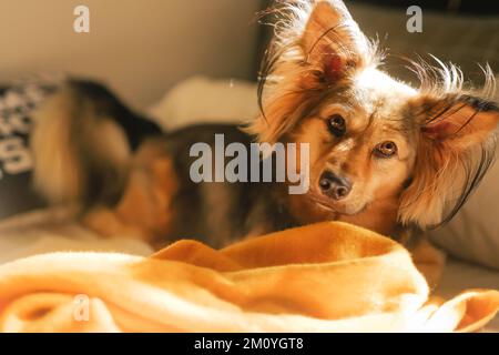 Chien de berger allemand multicolore et sain au lit avec une couverture jaune. Animal de compagnie doux de race mixte à la maison lors d'une journée tranquille, lumière dorée depuis la fenêtre. Banque D'Images