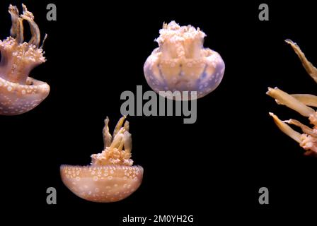 Méduses tachetées flottant en char à l'aquarium de la baie de Monterey, Californie Banque D'Images
