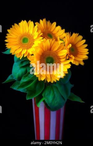 Fleurs du jardin en boîte à rayures Banque D'Images