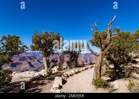 Vue sur le sentier de randonnée qui traverse des genévriers torsadés le long du plateau sud du Grand Canyon Banque D'Images