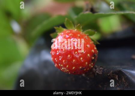 Fruit de fraise dans une photo de gros plan avec un arrière-plan flou Banque D'Images