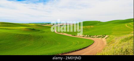 Une route de terre qui serpente à travers un magnifique paysage de collines et de champs verdoyants à Palouse Hills, Washington Banque D'Images