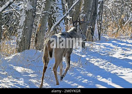 Une vue arrière d'un cerf de Virginie en buck ' Odocoileus virginianus ', en marchant à travers la neige fraîche. Banque D'Images