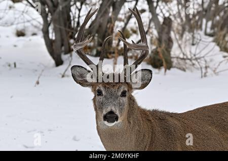 Un portrait d'un cerf de Virginie, Odocoileus virginianus, debout dans la neige fraîche de son habitat boisé dans les régions rurales de l'Alberta au Canada. Banque D'Images